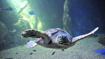 Eintrittskarte: Cala Gonone Aquarium Eintrittskarte: Cala Gonone Aquarium