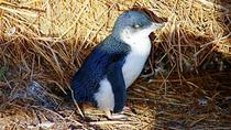 Excursão noturna da marcha dos pinguins na Ilha Phillip Excursão noturna da marcha dos pinguins na Ilha Phillip
