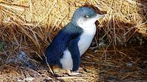 フィリップ島ペンギンパレード イブニングツアー フィリップ島ペンギンパレード イブニングツアー
