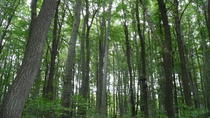 2-stündige Wanderung zum Wienerwald und Aussichtsturm Rudolfshöhe ab Wien 2-stündige Wanderung zum Wienerwald und Aussichtsturm Rudolfshöhe ab Wien