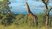Safari a la reserva de caza Hluhluwe Safari a la reserva de caza Hluhluwe