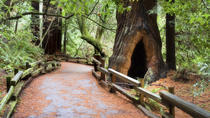 Super desconto para São Francisco: Muir Woods e Wine Country com almoço gourmet opcional, São&nbsp;...&nbsp;