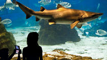 Billet coupe-file pour l'Aquarium de Barcelone Billet coupe-file pour l'Aquarium de Barcelone