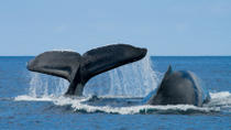 Crucero-expedición de avistamiento de ballenas en San Diego Crucero-expedición de avistamiento de ballenas en San Diego