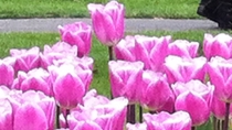 Excursie aan wal vanuit Amsterdam naar de tuinen en tulpenvelden van de Keukenhof Excursie aan wal vanuit Amsterdam naar de tuinen en tulpenvelden van de Keukenhof