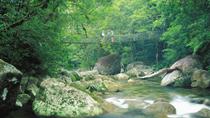 Visita a Daintree y Cape Tribulation desde Cairns Visita a Daintree y Cape Tribulation desde Cairns