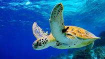 Grand Cayman Landausflug: West Bay Besichtigungstour Grand Cayman Landausflug: West Bay Besichtigungstour