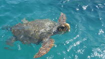 Schildpadspotten-cruise in Zakynthos Schildpadspotten-cruise in Zakynthos