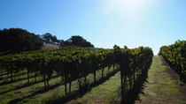 Visita privada: Excursión de un día a la región vinícola desde San Francisco Visita privada: Excursión de un día a la región vinícola desde San Francisco
