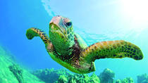 Crucero de buceo en catamarán por el Turtle Canyon Crucero de buceo en catamarán por el Turtle Canyon