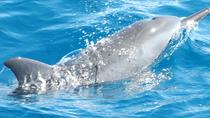 Crucero de avistamiento de delfines en Tahití Crucero de avistamiento de delfines en Tahití