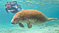 Snorkelen met zeekoeien in de rivier de Crystal en moerasboottour in de Everglades Snorkelen met zeekoeien in de rivier de Crystal en moerasboottour in de Everglades
