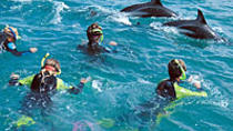 Nadar con delfines en Kaikoura desde Christchurch Nadar con delfines en Kaikoura desde Christchurch