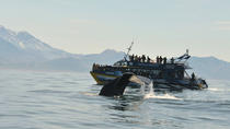 Tour de un día desde Christchurch para avistar ballenas en Kaikoura Tour de un día desde Christchurch para avistar ballenas en Kaikoura