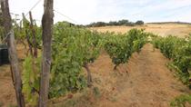 Malaga Shore Excursion: Private Winery Tour with Wine Tasting and Tapas in Ronda Malaga Shore Excursion: Private Winery Tour with Wine Tasting and Tapas in Ronda