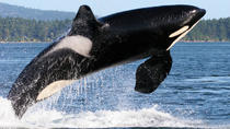 Avistamiento de ballenas desde Friday Harbor Avistamiento de ballenas desde Friday Harbor