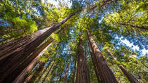 O Ultimate Day in the Bay - Inclui Muir Woods, São Francisco
