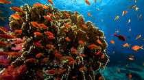 Crucero y buceo de superficie en el mar Rojo y Ras Mohammed Crucero y buceo de superficie en el mar Rojo y Ras Mohammed