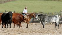 Andalusia Horses Show and Visit to Medina Sidonia from Jerez Andalusia Horses Show and Visit to Medina Sidonia from Jerez