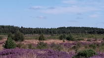 Privater Landausflug: Invergordon nach Culloden, Clava Cairns, Cawdor Castle und Loch Ness Privater Landausflug: Invergordon nach Culloden, Clava Cairns, Cawdor Castle und Loch Ness