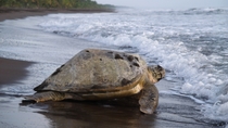 Parque Nacional de Tortuguero Parque Nacional de Tortuguero