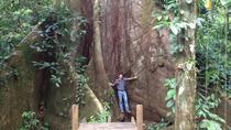 Reserva de la selva tropical Cinco Ceibas y parque de aventuras de San José Reserva de la selva tropical Cinco Ceibas y parque de aventuras de San José