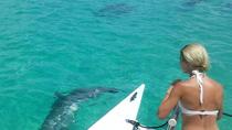 Buceo en naufragios y encuentro con delfines salvajes Buceo en naufragios y encuentro con delfines salvajes