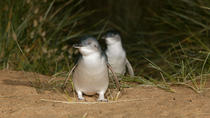 Phillip Island Penguin Parade, Brighton Beach, Moonlit Sanctuary vanuit Melbourne Phillip Island Penguin Parade, Brighton Beach, Moonlit Sanctuary vanuit Melbourne