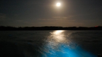 Cruzeiro noturno para a Lagoa Luminosa da Jamaica Cruzeiro noturno para a Lagoa Luminosa da Jamaica