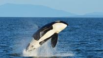 Aventure d’observation des baleines, Vancouver, Dolphin & Whale Watching