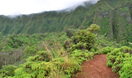 Excursão pelo litoral de Oahu: Aventura de caminhada pela floresta tropical Excursão pelo litoral de Oahu: Aventura de caminhada pela floresta tropical