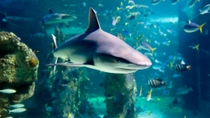 Buceo con tiburones en el SEA LIFE Sydney Aquarium Buceo con tiburones en el SEA LIFE Sydney Aquarium