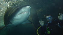 Buceo entre tiburones Xtreme en Sídney Buceo entre tiburones Xtreme en Sídney