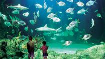 Passe Sydney: SEA LIFE Aquarium, Sydney Tower Eye, WILD LIFE Sydney, Cruzeiro no Porto de Sydney e Madame Tussauds Passe Sydney: SEA LIFE Aquarium, Sydney Tower Eye, WILD LIFE Sydney, Cruzeiro no Porto de Sydney e Madame Tussauds