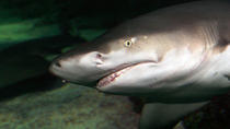 VIP-tour SEA LIFE Sydney Aquarium VIP-tour SEA LIFE Sydney Aquarium