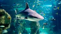 シーライフ シドニー水族館でサメとシュノーケリング シーライフ シドニー水族館でサメとシュノーケリング