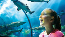 Billet til SeaWorld® Orlando Billet til SeaWorld® Orlando