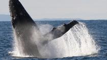 Crucero para grupos pequeños de avistamiento de ballenas ecológico en Sídney Crucero para grupos pequeños de avistamiento de ballenas ecológico en Sídney