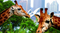 3-Day Sydney Harbour Hop-On Hop-Off Cruise Pass con ingresso al Taronga Zoo incluso 3-Day Sydney Harbour Hop-On Hop-Off Cruise Pass con ingresso al Taronga Zoo incluso
