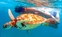 Aventura de tortugas marinas y buceo de superficie en la bahía Akumal desde Cozumel Aventura de tortugas marinas y buceo de superficie en la bahía Akumal desde Cozumel