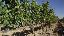 Excursión de un día a las bodegas Cousino Macul y Concha y Toro desde Santiago Excursión de un día a las bodegas Cousino Macul y Concha y Toro desde Santiago