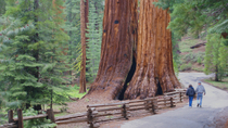 Excursión de dos días al Parque Nacional de Yosemite desde San Francisco Excursión de dos días al Parque Nacional de Yosemite desde San Francisco