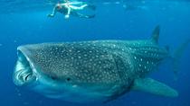 Zwemmen met walvishaaien in Cancun: snorkeltour met kleine groep Zwemmen met walvishaaien in Cancun: snorkeltour met kleine groep