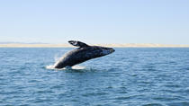 Excursión de día completo con pesca en aguas profundas o avistamiento de ballenas desde Bilbao Excursión de día completo con pesca en aguas profundas o avistamiento de ballenas desde Bilbao