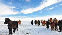 Golden Circle und Reiten Golden Circle und Reiten