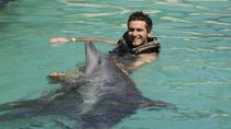 Programa definitivo de baño con delfines en Ocho Ríos Programa definitivo de baño con delfines en Ocho Ríos