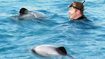 Baño con delfines salvajes en Akaroa Baño con delfines salvajes en Akaroa