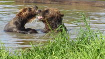 Tierwelt- und Turnagain Arm-Tour Tierwelt- und Turnagain Arm-Tour