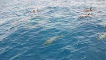 Dolphin House Boot-Schnorchelausflug von Hurghada Dolphin House Boot-Schnorchelausflug von Hurghada