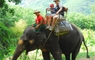 Paseo en elefante de una hora por la selva de Phuket Paseo en elefante de una hora por la selva de Phuket